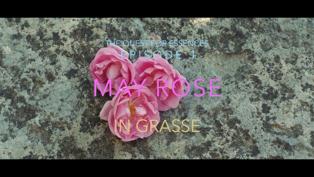 Video Reference N1: pink, flower, flora, rose family, rose, petal, garden roses, flowering plant, plant, rosa centifolia