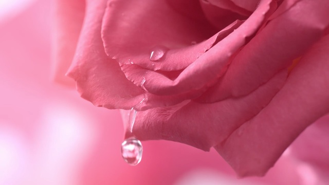 Video Reference N1: flower, pink, rose family, rose, red, garden roses, petal, close up, macro photography, rose order