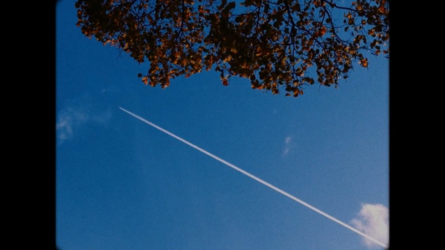 Video Reference N1: sky, blue, nature, atmosphere, daytime, leaf, cloud, tree, line, branch