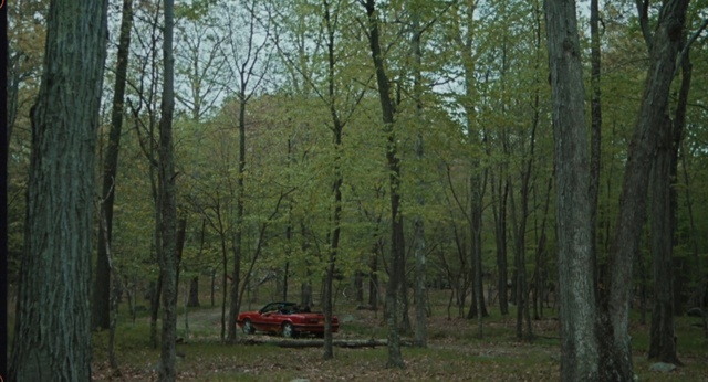 Video Reference N0: Plant, Plant community, Tree, Natural landscape, Wood, Vehicle, Wheel, Terrestrial plant, Trunk, Truck