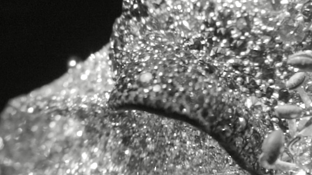 Video Reference N3: water, black and white, monochrome photography, photography, close up, monochrome, glitter, bling bling, organism, moisture