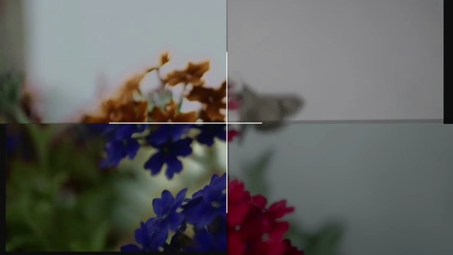 Video Reference N7: flower, blue, flora, plant, petal, leaf, sky, flowering plant, spring, floral design