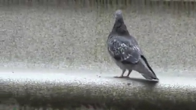 Video Reference N2: bird, pigeons and doves, fauna, beak, wildlife