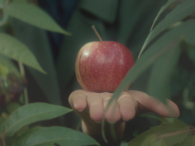 Video Reference N0: fruit, apple, plant
