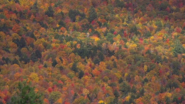 Video Reference N6: Leaf, Vegetation, Tree, Autumn, Temperate broadleaf and mixed forest, Deciduous, Orange, Biome, Northern hardwood forest, Plant