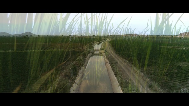 Video Reference N2: Nature, Green, Grass, Grass, Water, Field, Photography, Rural area, Tree, Crop