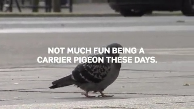 Video Reference N20: bird, pigeons and doves, asphalt, vertebrate, beak, crow like bird, perching bird
