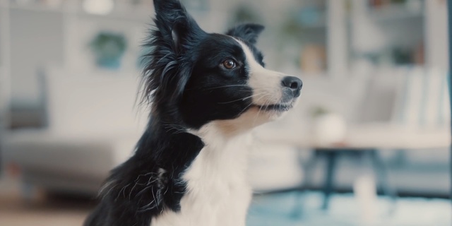Video Reference N3: Dog, Mammal, Vertebrate, Canidae, Dog breed, Border collie, Australian collie, Carnivore, Snout, Companion dog