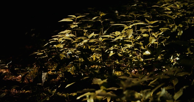 Video Reference N1: Leaf, Vegetation, Plant, Night, Tree, Sky, Organism, Flower, Perennial plant