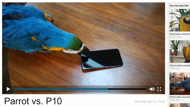 Video Reference N0: Parrot, Adaptation, Wood, Bird, Hardwood, Parakeet, Feather