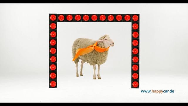 Video Reference N1: Sheep, Sheep, Livestock, Cow-goat family, Adaptation, Rectangle, Goat-antelope, Wildlife, Working animal, Animal figure, Person