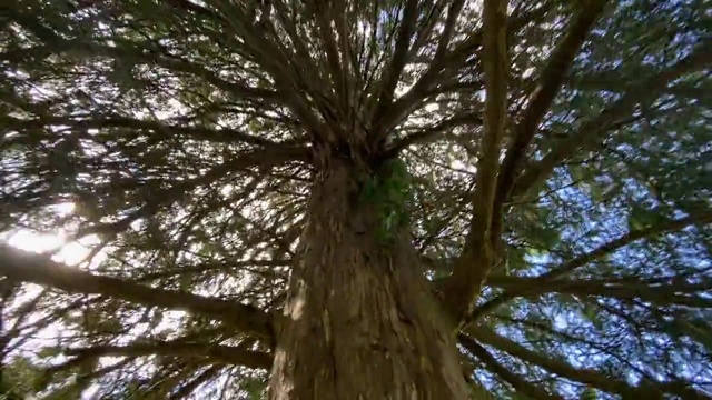 Video Reference N9: Tree, Woody plant, Plant, Nature, Trunk, Branch, Natural environment, Forest, Bigtree, Nature reserve