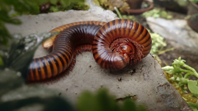 Video Reference N3: millipedes, Insect, Terrestrial animal, Invertebrate, Organism, Wildlife, Ringed-worm