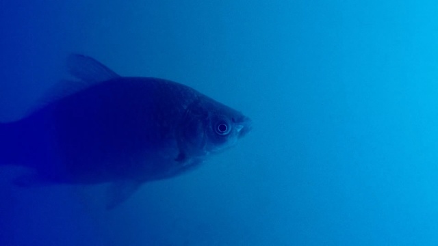 Video Reference N1: Fish, Underwater, Fish, Marine biology, Fin, Organism, Water, Bony-fish, Electric blue, Sea