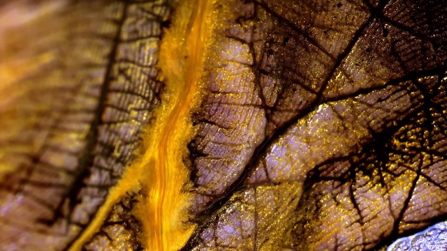 Video Reference N20: Leaf, Yellow, Tree, Close-up, Autumn, Wood, Plant, Trunk, Photography, Branch, Person