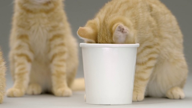 Video Reference N2: Cat, Small to medium-sized cats, Felidae, Cup, Carnivore, Tabby cat, European shorthair, Kitten, Cup, Tail