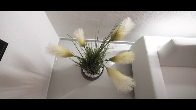 Video Reference N0: White, Flowerpot, Plant, Grass, Flower, Still life photography, Room, Houseplant, Ikebana