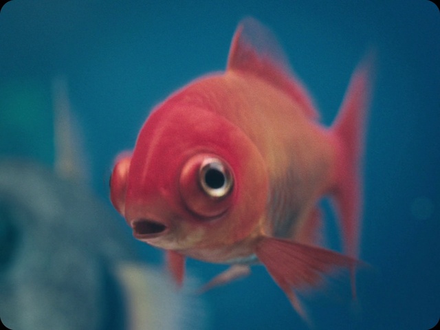 Video Reference N4: Fish, Fish, Blue, Red, Fin, Marine biology, Water, Organism, Feeder fish, Goldfish