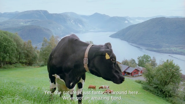 Video Reference N3: cattle like mammal, pasture, grazing, grass, grassland, plant, mountain, sky, dairy cow, highland