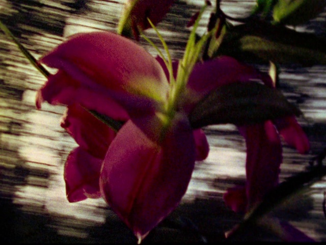 Video Reference N1: Flower, Flowering plant, Petal, Plant, Purple, Pink, Botany, Magenta, Leaf, Terrestrial plant