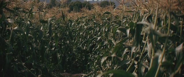 Video Reference N0: Crop, Field, Plant, Cash crop, Agriculture, Grass family, Grass, Sorghum, Adaptation, Flower