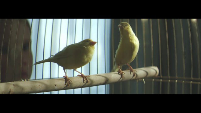 Video Reference N1: Bird, Vertebrate, Atlantic canary, Finch, Beak, Songbird, Canary, Perching bird, Yellow, Nightingale