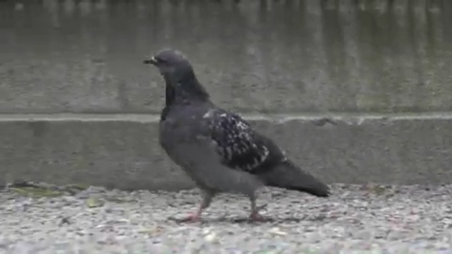 Video Reference N0: bird, pigeons and doves, beak, fauna, stock dove, crow, vulture