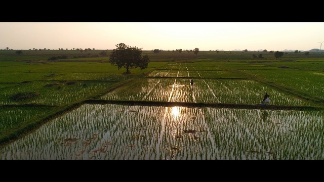 Video Reference N1: Paddy field, Agriculture, Field, Farm, Crop, Landscape, Rural area, Water, Grass, Grassland