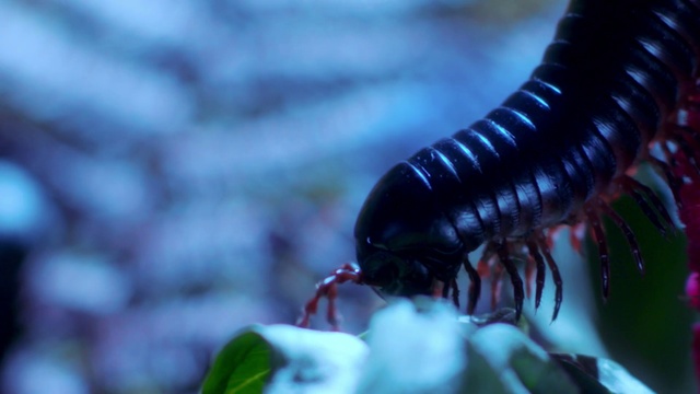Video Reference N3: Insect, Invertebrate, Macro photography, Pest, Organism, Close-up, millipedes, Photography, Centipede, Arthropod
