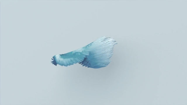 Video Reference N3: Blue, Turquoise, Feather, Wing