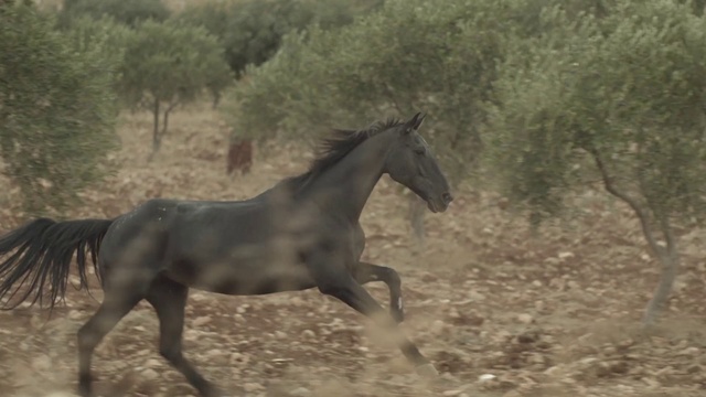 Video Reference N1: Horse, Mammal, Vertebrate, Mane, Stallion, Mustang horse, Mare, Colt, Wildlife, Ecoregion