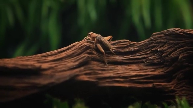 Video Reference N4: Nature, Wood, Tree, Grass, Branch, Trunk, Driftwood, Plant, Wildlife, Adaptation