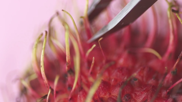 Video Reference N3: red, pink, close up, macro photography, flora, petal, plant, plant stem, flower