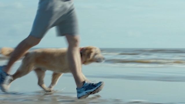 Video Reference N1: Dog, Canidae, Dog breed, Fun, Dog walking, Water, Carnivore, Vacation, Ocean, Sporting Group, Person