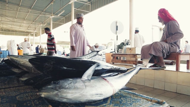 Video Reference N1: Fish, Atlantic bluefin tuna, Fish