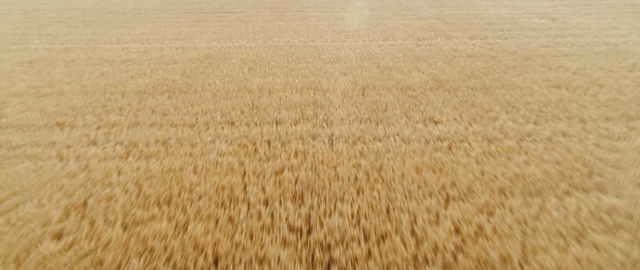 Video Reference N0: field, grass family, food grain, grain, wheat, crop, commodity, grass, triticale, barley