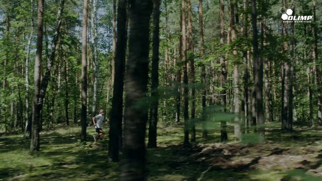 Video Reference N2: Tree, Forest, Woodland, Spruce-fir forest, Natural environment, Old-growth forest, Tropical and subtropical coniferous forests, Nature reserve, Northern hardwood forest, Nature