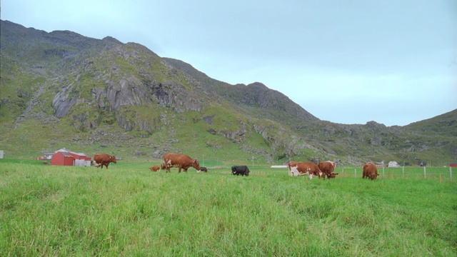 Video Reference N0: grassland, pasture, highland, ecosystem, grazing, nature reserve, cattle like mammal, grass, steppe, mountain