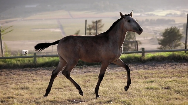 Video Reference N1: horse, mare, horse like mammal, ecosystem, pasture, stallion, mane, fauna, mustang horse, grass