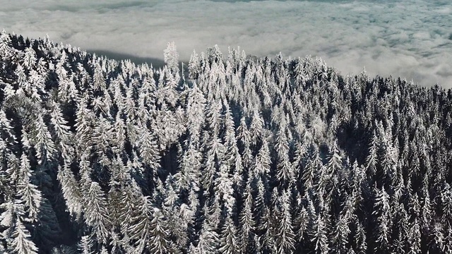 Video Reference N2: Freezing, Winter, Frost, Plant, Tree, Snow, Ice, Geological phenomenon