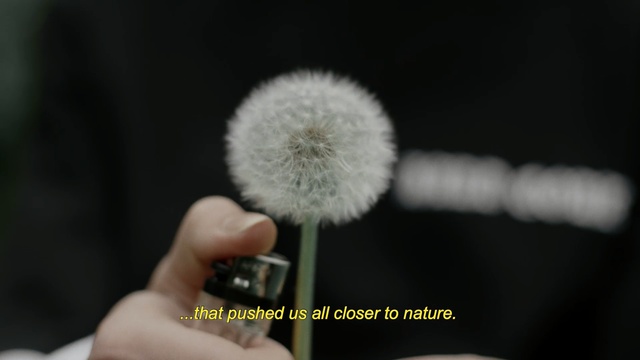 Video Reference N1: brush, flower, dandelion, plant, Person