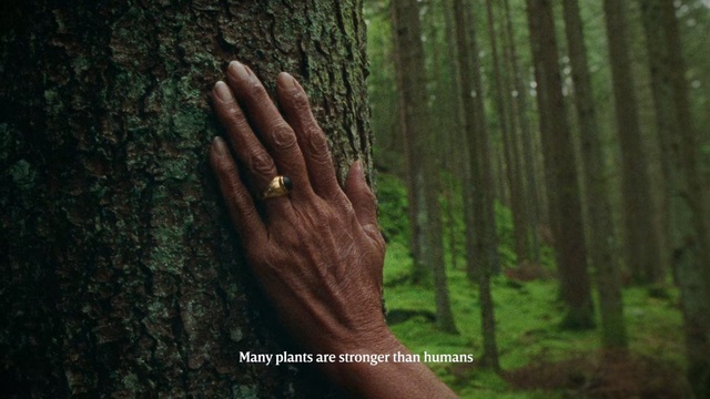 Video Reference N0: People in nature, Nature, Forest, Tree, Natural environment, Trunk, Woodland, Old-growth forest, Hand, Biome