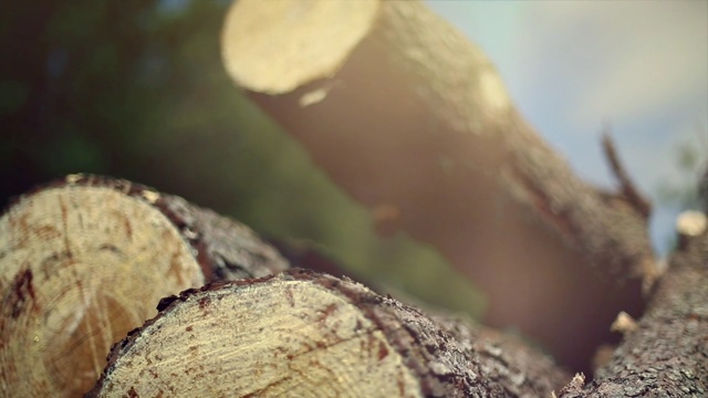 Video Reference N4: Trunk, Wood, Tree, Close-up, Leaf, Macro photography, Organism, Branch, Tree stump, Photography