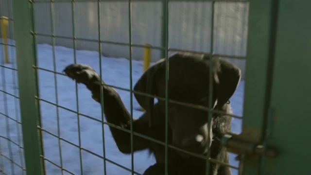 Video Reference N5: Animal shelter, Zoo, Cage, Gibbon