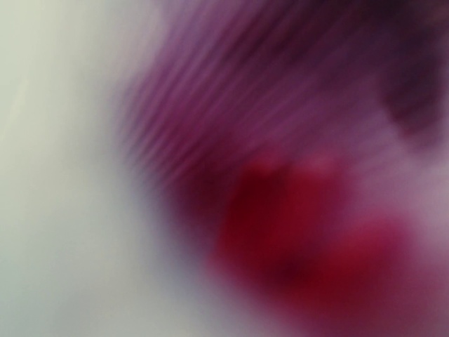 Video Reference N3: Pink, Red, Purple, Magenta, Violet, Close-up, Sky, Macro photography, Petal, Plant