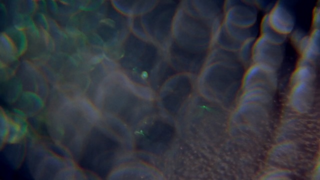 Video Reference N3: blue, close up, light, marine biology, organism, macro photography, atmosphere, underwater, water, computer wallpaper