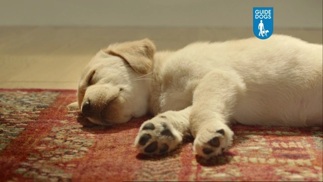 Video Reference N0: dog, labrador, home, floor, puppy