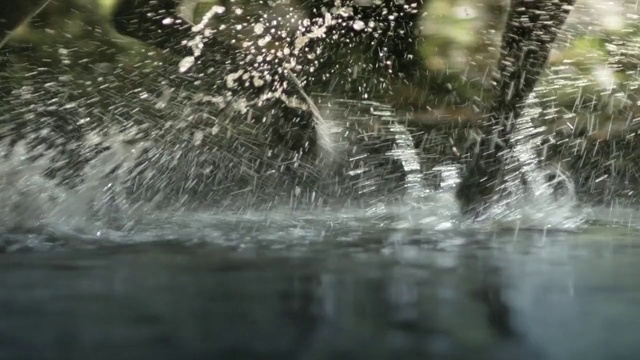Video Reference N3: Nature, Water, Natural environment, Watercourse, Water resources, Reflection, River, Bank, Wildlife, Tree