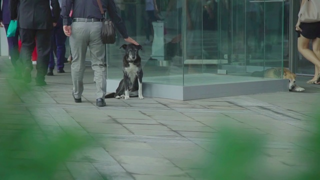 Video Reference N3: Green, Dog breed, Canidae, Public space, Dog, Conformation show, Sidewalk, Sporting Group, Floor, Grass