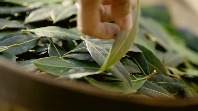 Video Reference N0: leaf, plant, plant stem, herb